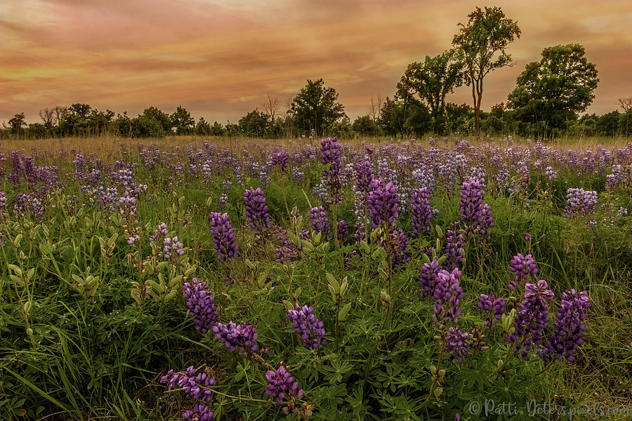 Sunset Photograph - Lupine Field #1 by Patti Deters