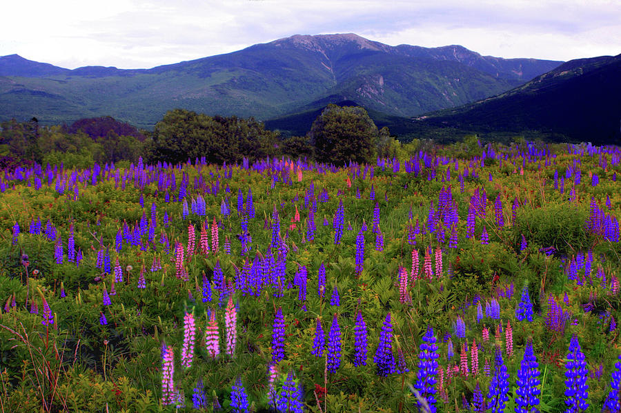 Flower Photograph - Lupine Field in Franconia Range by Wayne King