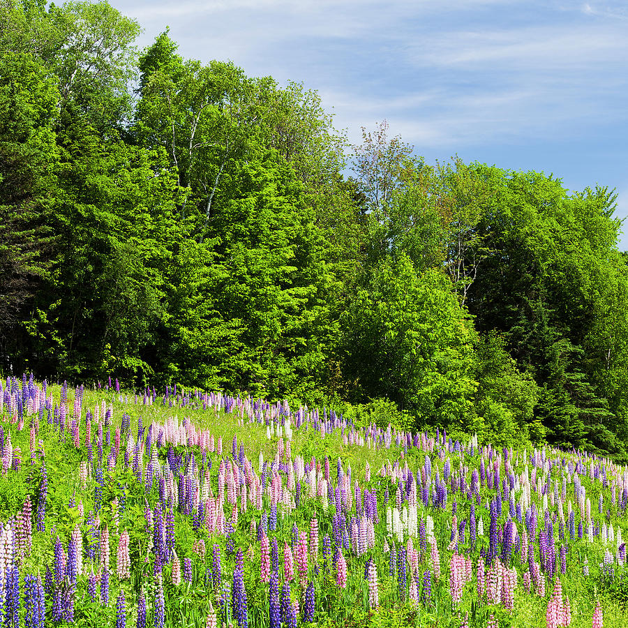 Lupine Field Square Photograph by Alan L Graham