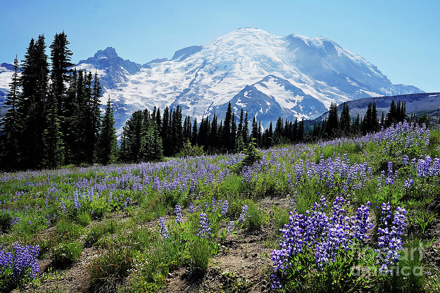 lupine fields at Rainier Photograph by Sylvia Cook
