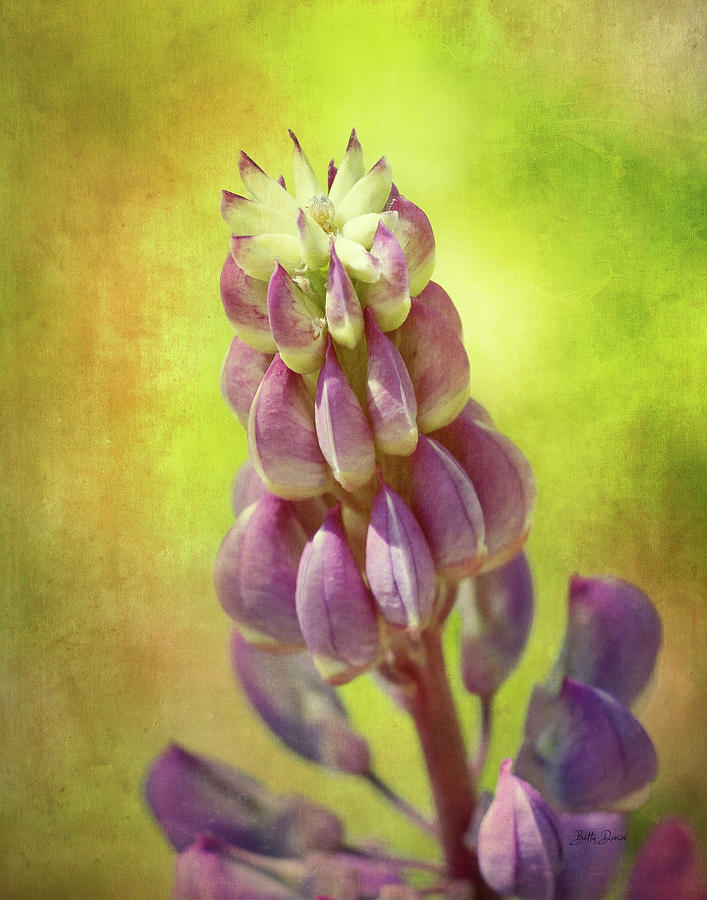 Flowers Still Life Photograph - Lupine Flower by Betty Denise