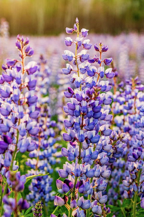 Sherburne Photograph - Lupine by Flowstate Photography