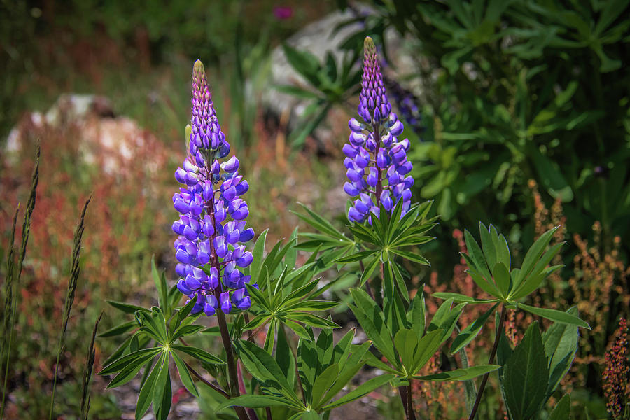 Lupine Photograph by Guy Whiteley