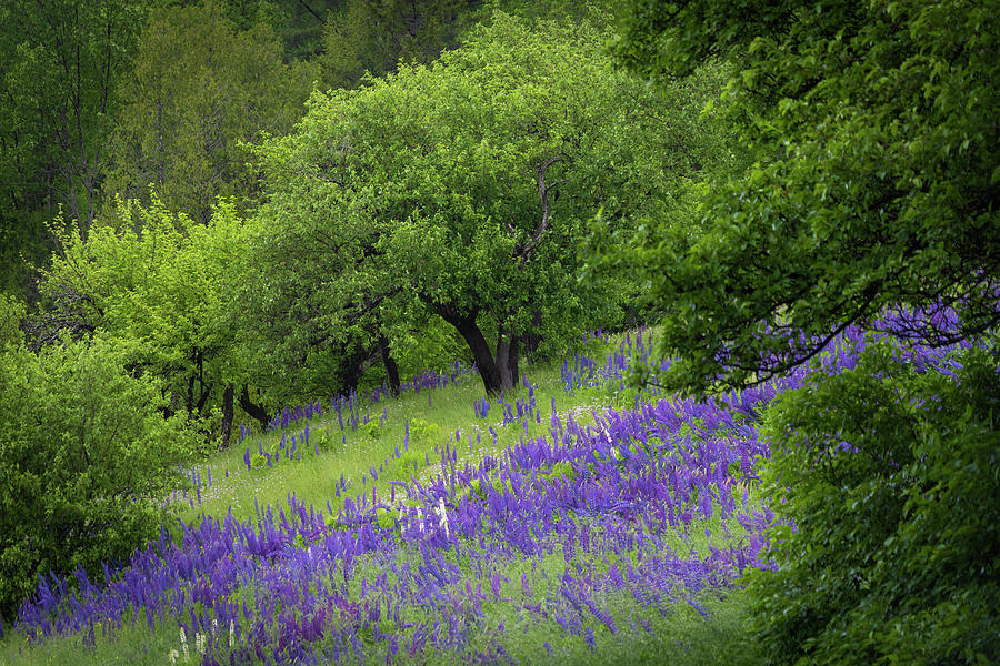 Lupine Hillside Photograph by White Mountain Images