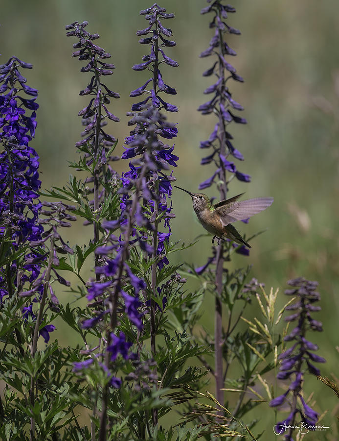 Lupine Hummer Photograph by Aaron Burrows