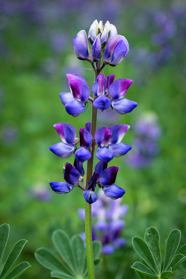 Lupine in Spring Photograph by Lindsay Thomson