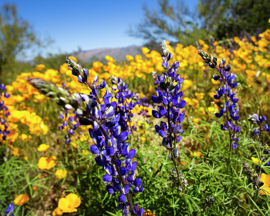 Lupine in the Desert Photograph by Christopher Kretz | Fine Art America