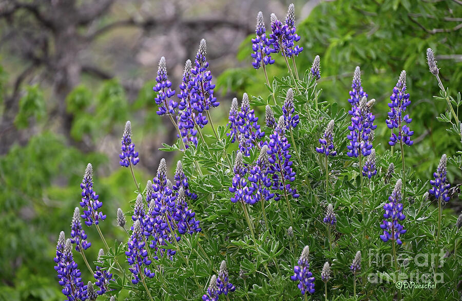 Lupine in the Foothills Photograph by Debby Pueschel