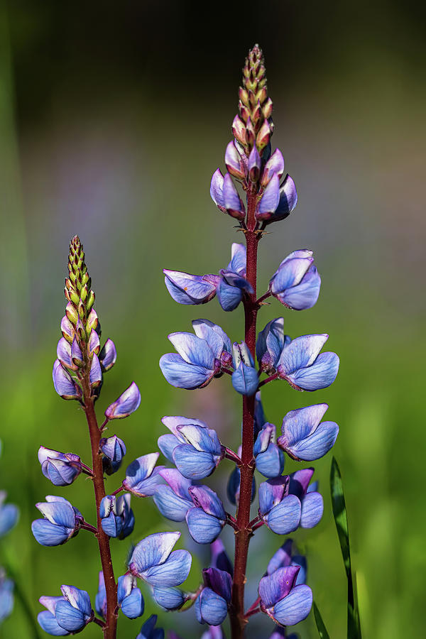 Lupine Photograph by Jim Miller