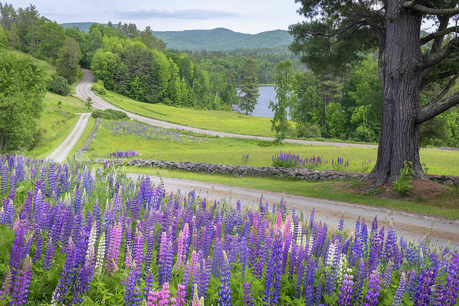 Lupine Lake Road Photograph by White Mountain Images
