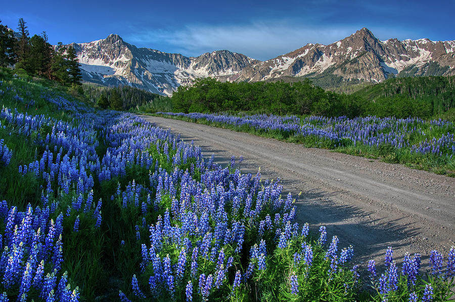 Lupine Lane Photograph by David Ross - Fine Art America