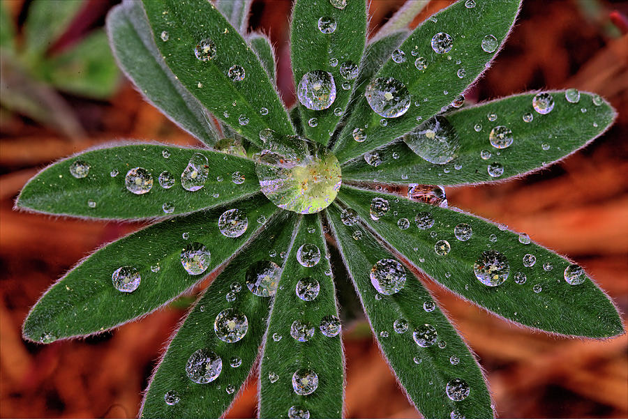 Lupine Leaf Photograph by Bob Falcone