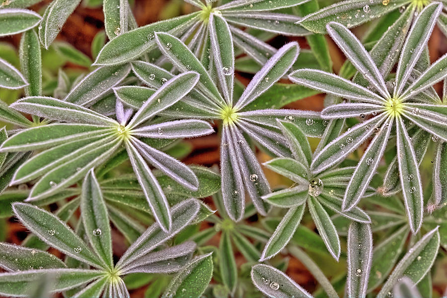 Lupine Leaves Photograph by Bob Falcone