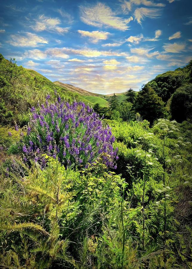 Big Lupine Photograph by Maria Coulson