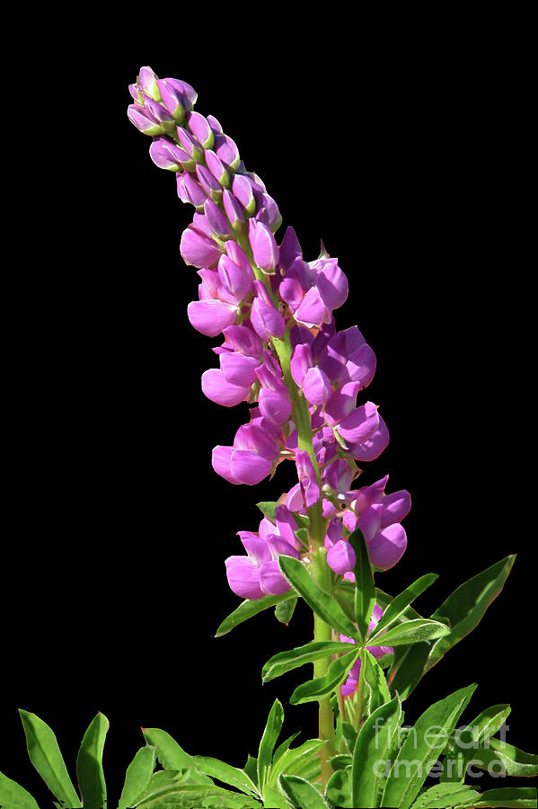 Lupine Photograph by Mariarosa Rockefeller