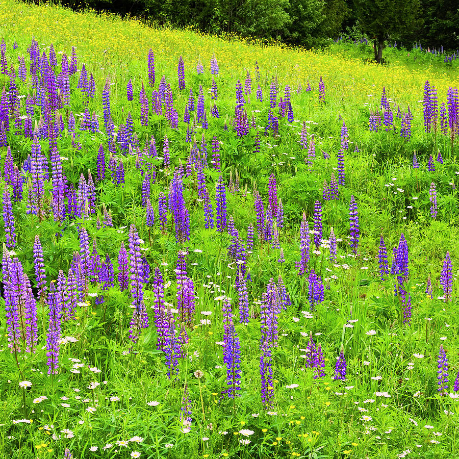Lupine Meadow Square Photograph by Alan L Graham
