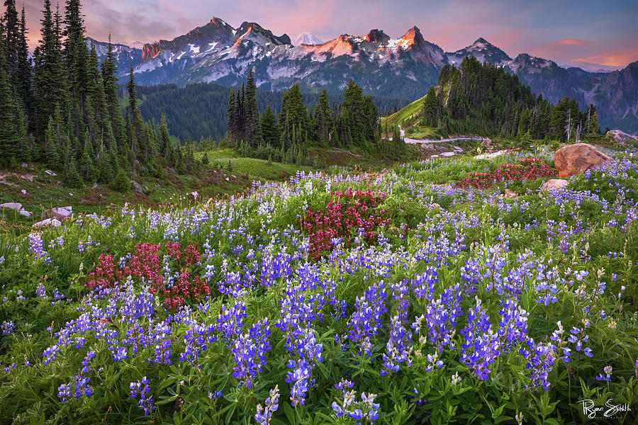 Lupine Meadows Photograph by Ryan Smith