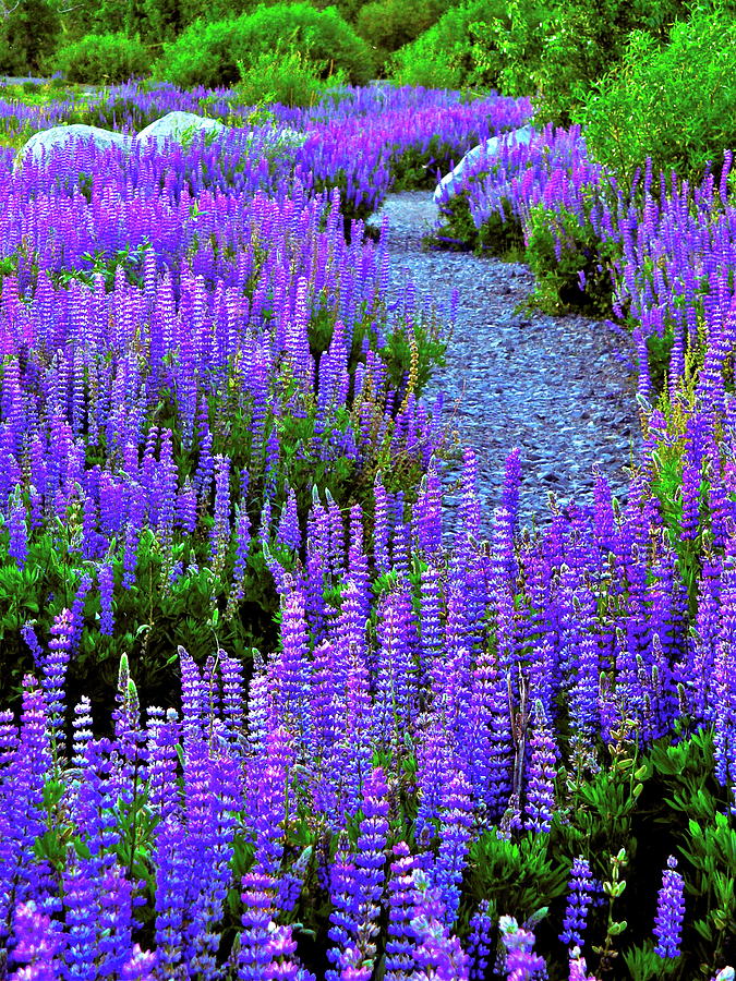 Lupine Path Photograph by Geoff McGilvray