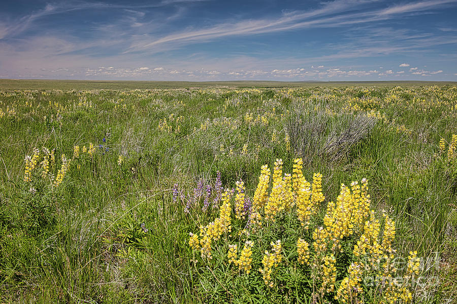 Lupine Prairie Photograph by Idaho Scenic Images Linda Lantzy - Pixels