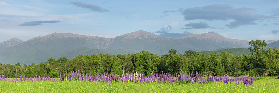Lupine Presidential Panorama Photograph by White Mountain Images