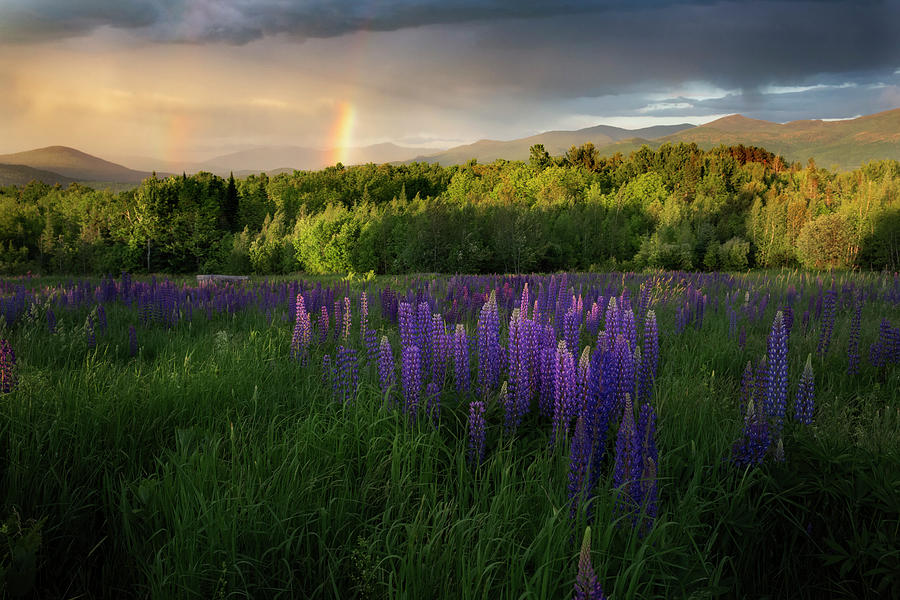 Lupine Rainbow Photograph by Bill Wakeley