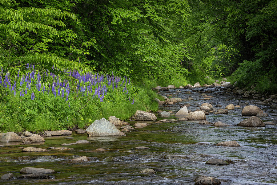 Lupine River Photograph by White Mountain Images