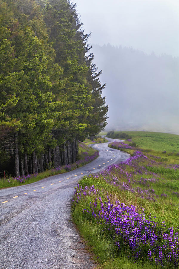 Lupine Road Photograph by Laura Roberts