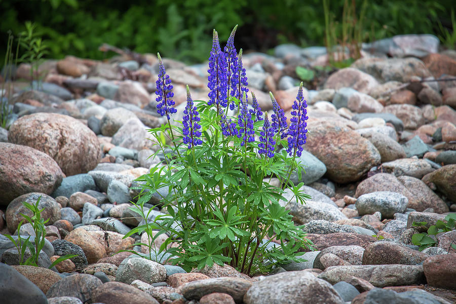 Lupine Rocks Photograph by White Mountain Images