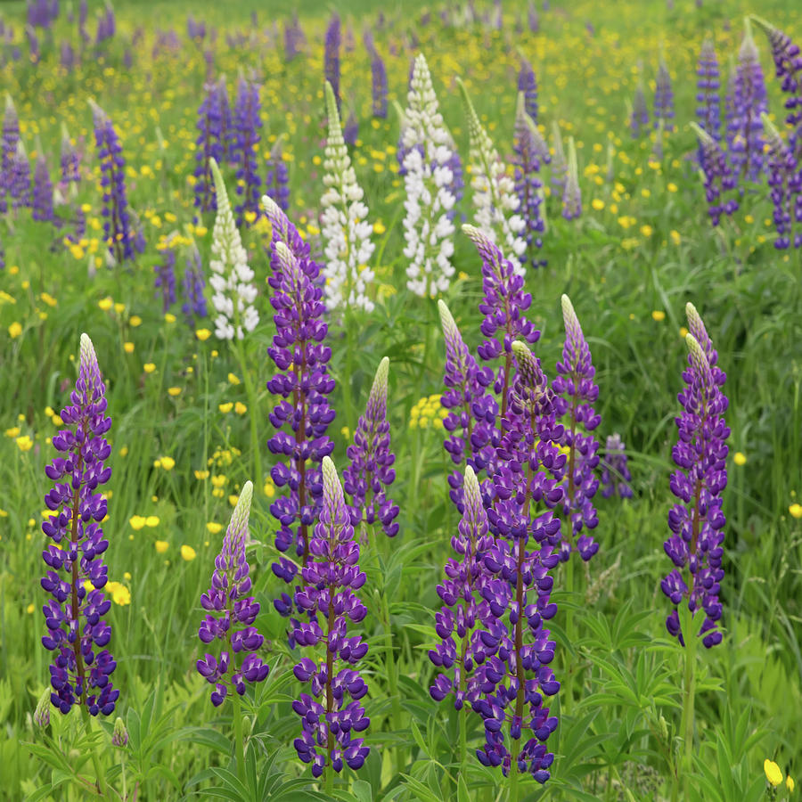 Lupine Square Photograph by White Mountain Images
