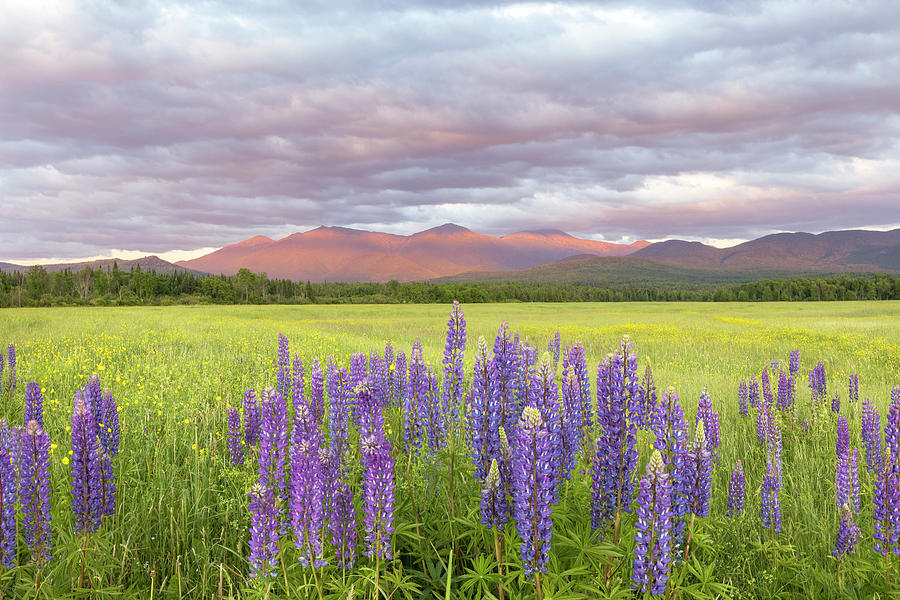 Lupine Strawberry Clouds Photograph by White Mountain Images