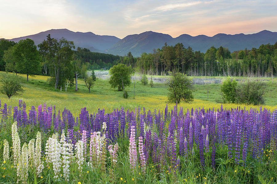 Lupine Sugar Hill Morning Pastel Photograph by White Mountain Images