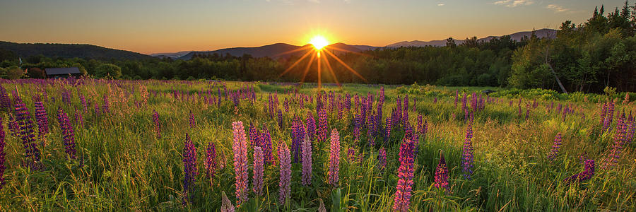 Lupine Sunrise Sugar Hill Panorama Photograph by White Mountain Images