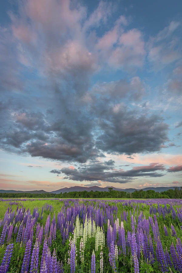 Lupine Sunset Clouds Photograph by White Mountain Images