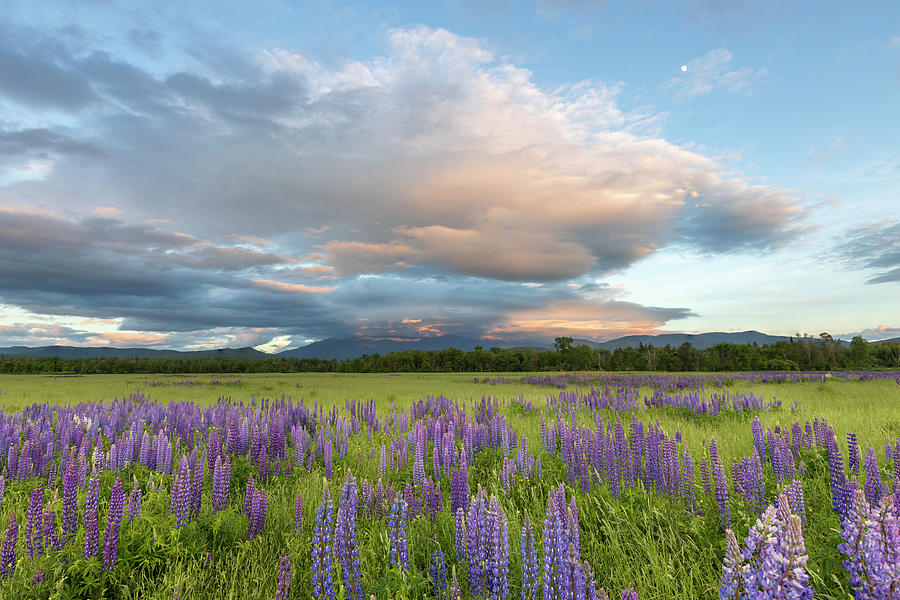 Lupine Sunset Meadows Glow Photograph by White Mountain Images