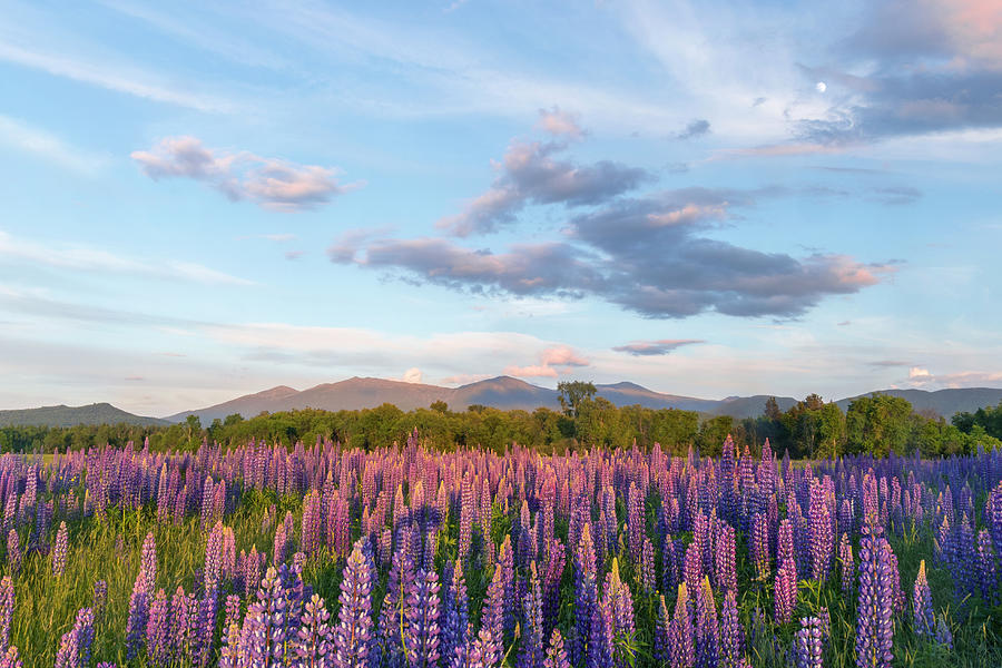 Lupine Sunset Moonrise Photograph by White Mountain Images
