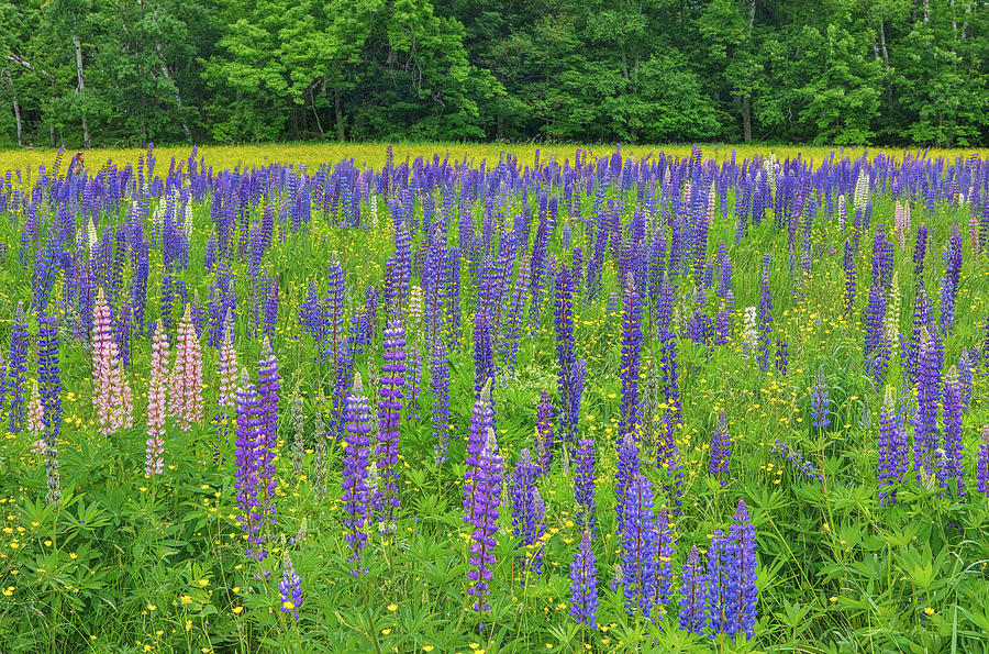 Lupine Wildflowers Field in Sugar Hill New Hampshire Photograph by Juergen Roth