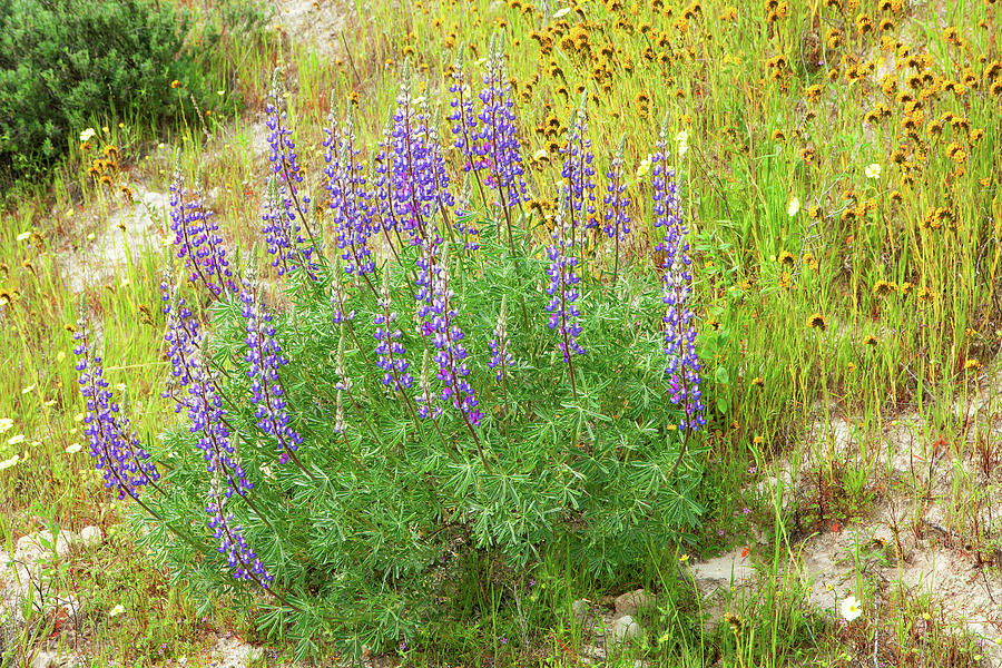 Lupine Wildflowers in Central California Photograph by Ram Vasudev