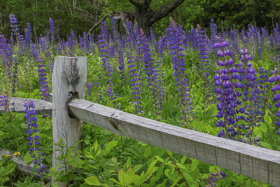 Lupine Wildflowers in Sugar Hill New Hampshire Photograph by Juergen Roth