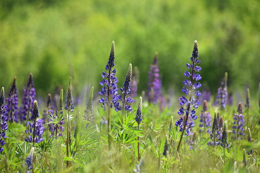 Lupines 3 Photograph by C Sev Photography - Fine Art America