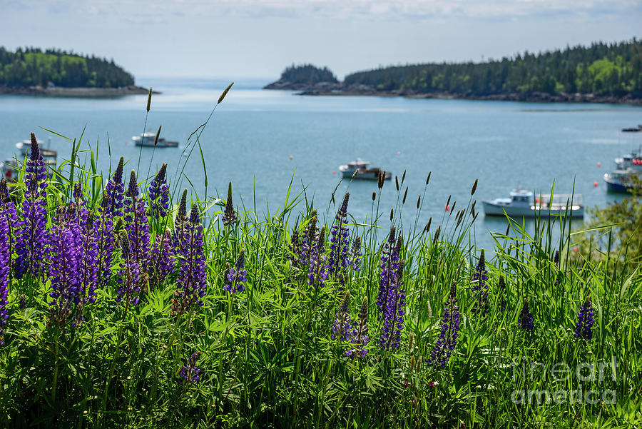 Lupines Along the Shore Photograph by Alana Ranney