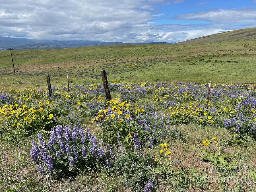 Lupines and Balsamroot Along the Road Photograph by Carol Groenen