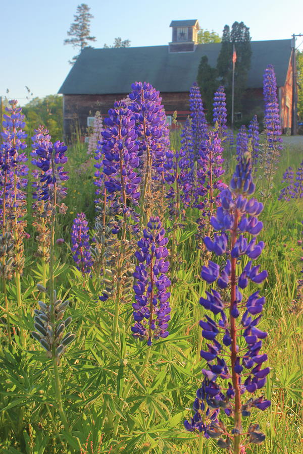 Lupines And Barn In Evening Light Photograph