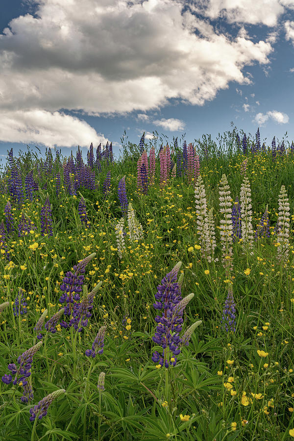 Lupines and Buttercups Photograph by Darylann Leonard Photography