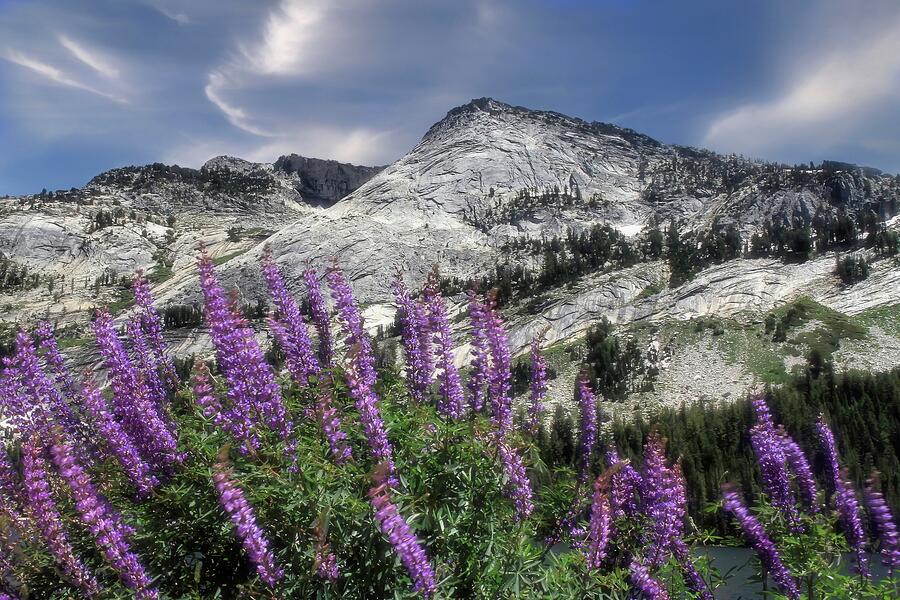 Lupines and Granite Photograph by Donna Kennedy