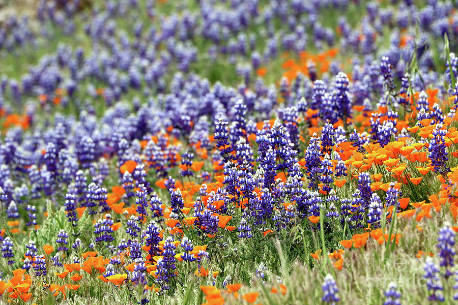 Lupines and Poppies Photograph by Vivian Krug Cotton