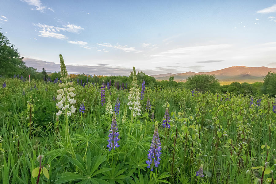 Lupines and the White Mountains Photograph by Bob Doucette