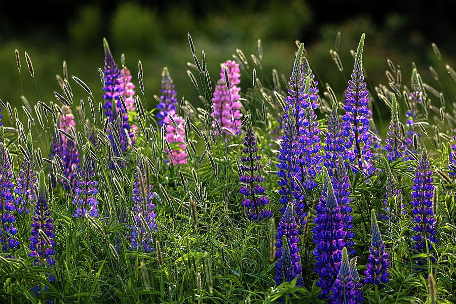 Lupines and Wall Barley Photograph by Marty Saccone