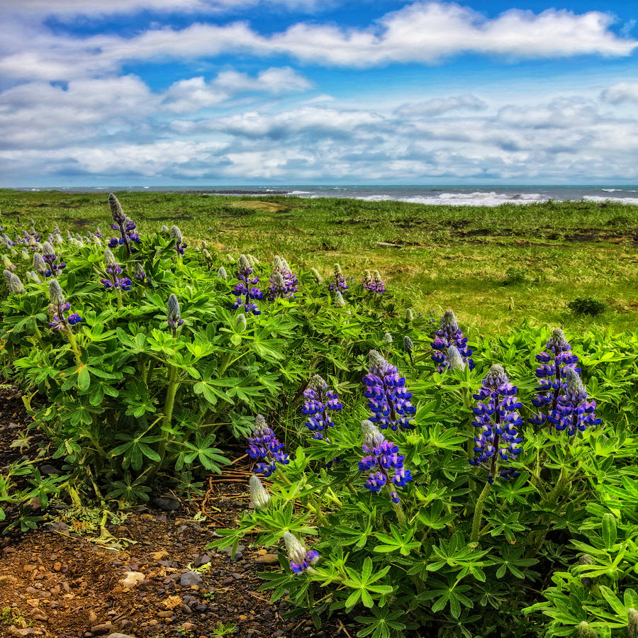 Lupines at the Edge of the Sea in Square Photograph by Debra and Dave Vanderlaan