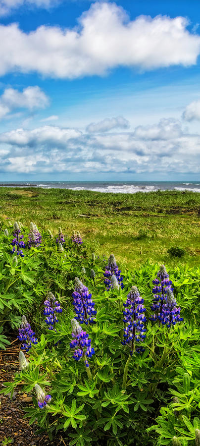 Lupines at the Edge of the Sea Vertical Panorama Photograph by Debra and Dave Vanderlaan