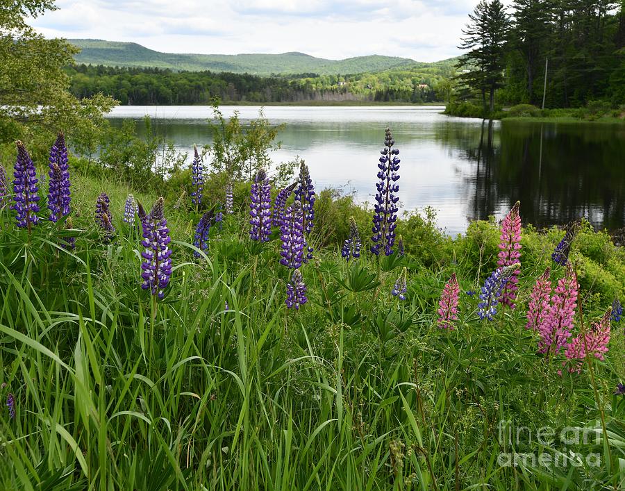 Lupines at the Lake  Photograph by Steve Brown